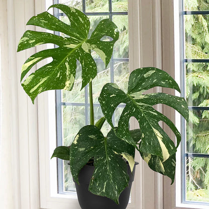 Monstera Thai Constellation – 10"