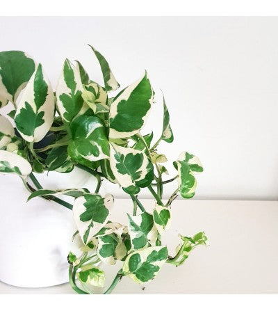 Pothos N’Joy (Epipremnum aureum ‘N’Joy’) – 4"