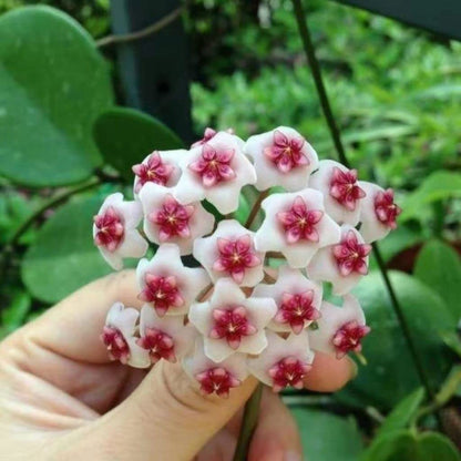 Hoya Wayetti Tricolor 4"