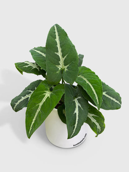 Syngonium Silver Goose 4"