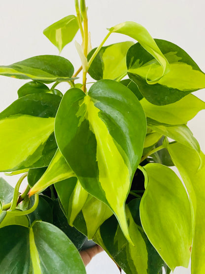 Philodendron Brazil 4"