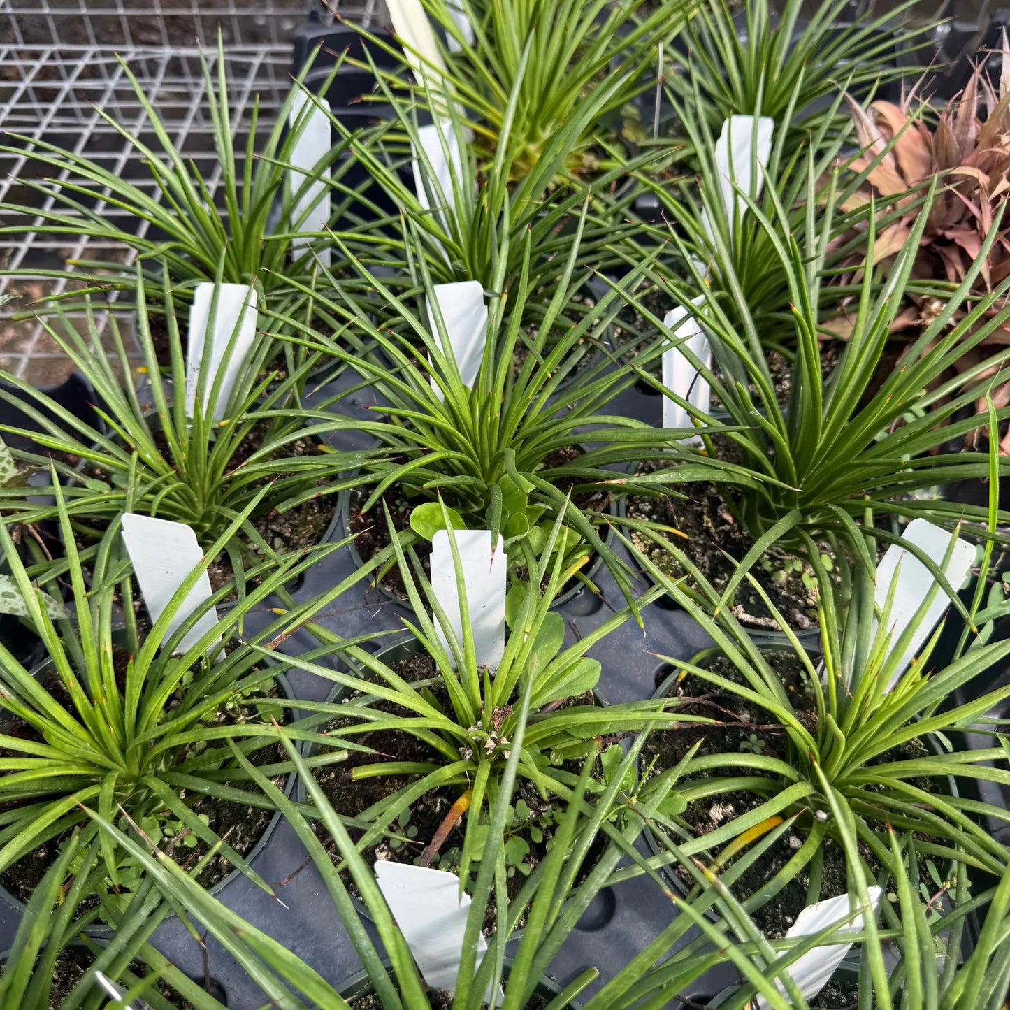 Agave Gemniflora — 4”