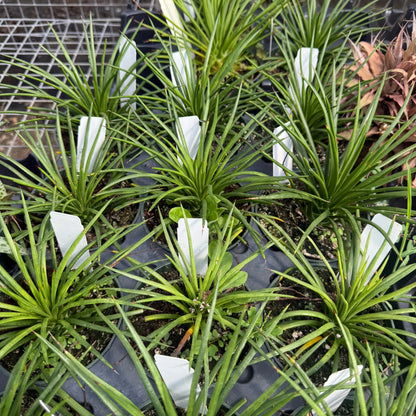 Agave Gemniflora — 4”