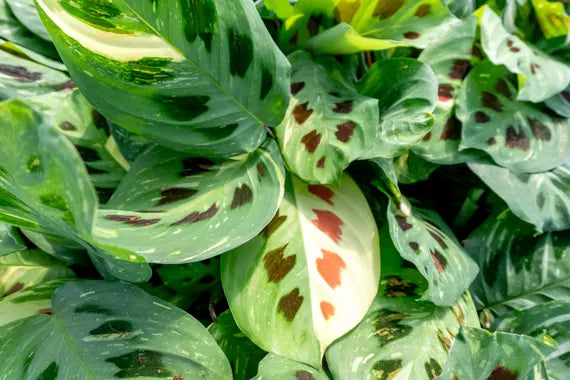 Maranta Beauty Kim 6"