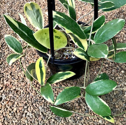 Hoya Acuta Albo Marginata 4"