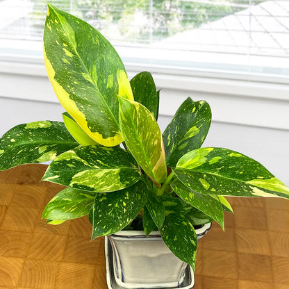 Philodendron Green Congo