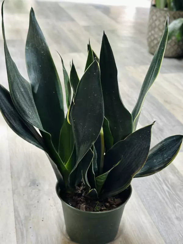 Sansevieria Black Dragon  4"