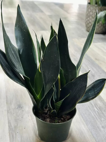 Sansevieria Black Dragon  4"