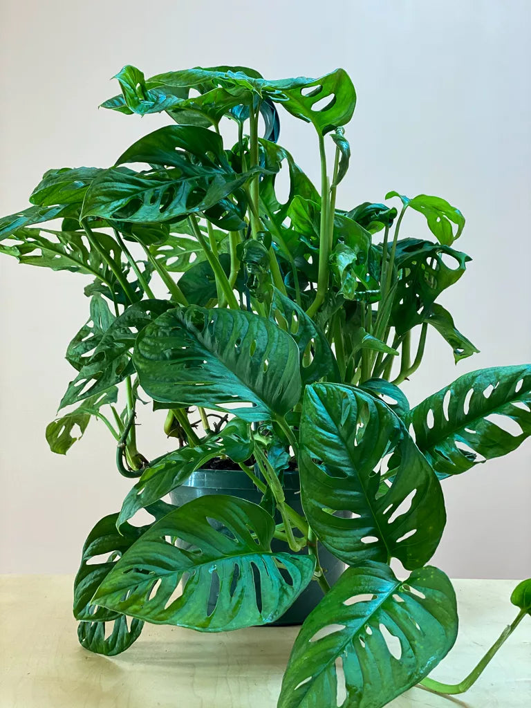 Swiss Cheese Plant (Monstera adansonii) – 6"