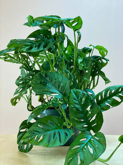 Swiss Cheese Plant (Monstera adansonii) – 6"
