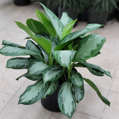 Anglaonema Silver Bay