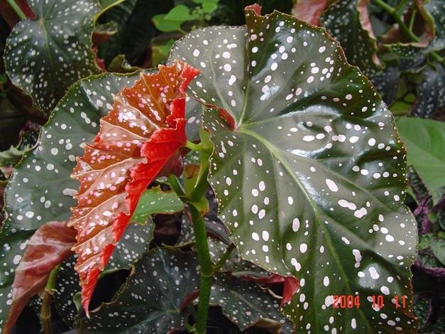 Begonia ‘Crackling Rosie’ – 6"