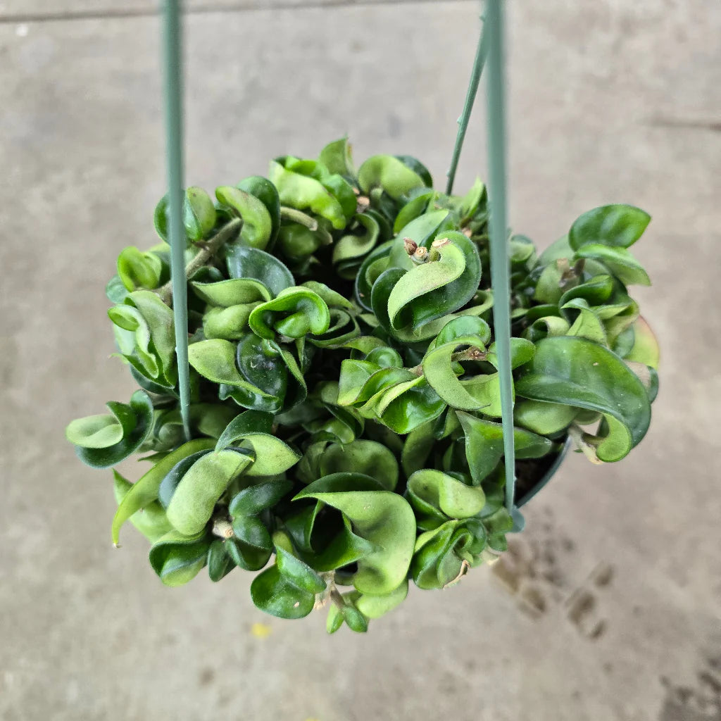 Hoya Compacta (Hindu Rope) – 8"