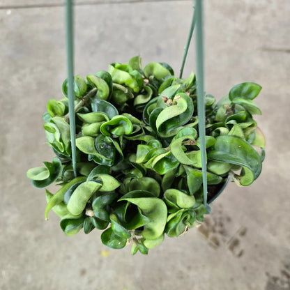 Hoya Compacta (Hindu Rope) – 8"