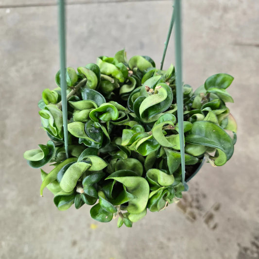 Hoya Compacta (Hindu Rope) – 8"