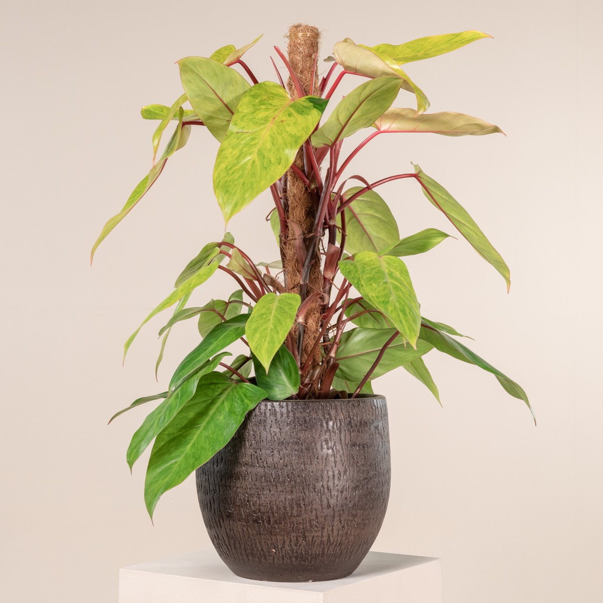 Philodendron ‘Painted Lady’ – 6"