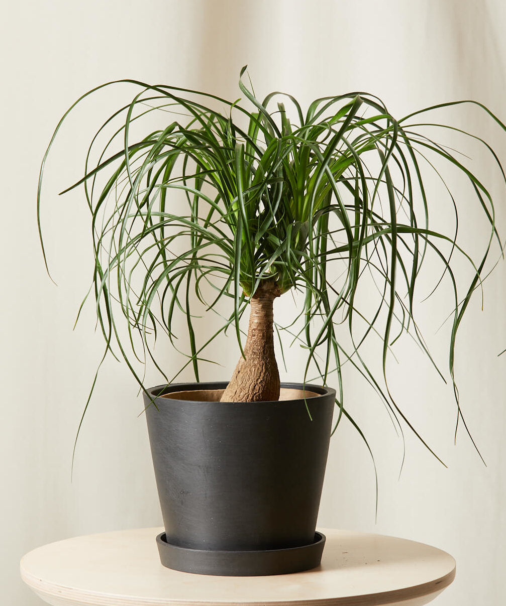 Beaucarnea recurvata (Ponytail palm)