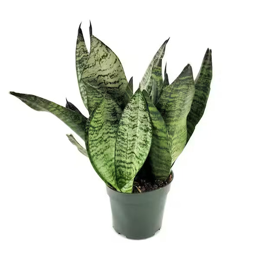 Sansevieria Futura Robusta (Snake Plant) – 6"