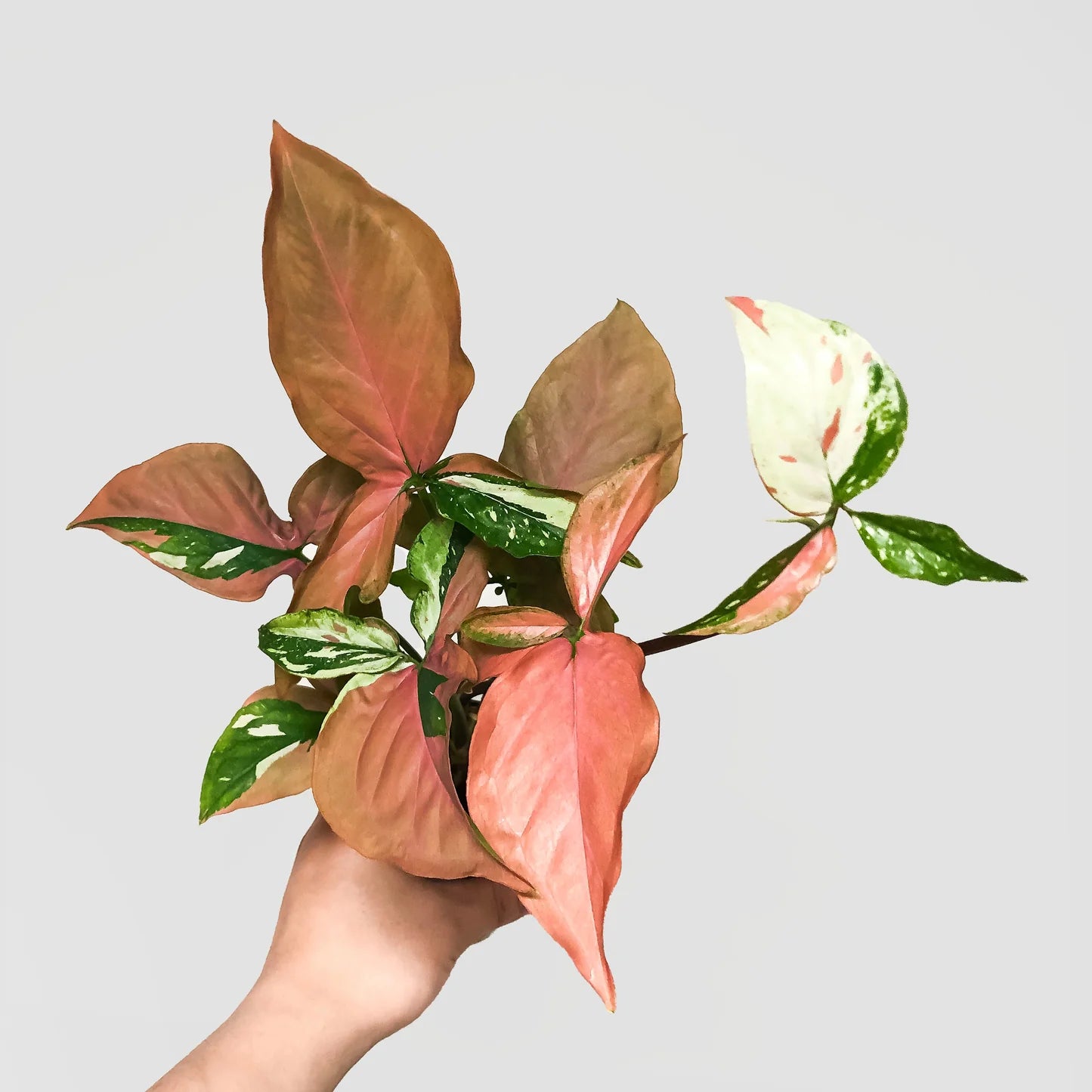 Syngonium Tricolor (Arrowhead Plant) – 6"