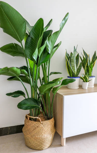 Strelitzia Nicolai (White Bird) 10"