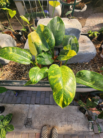 Philodendron Green Congo