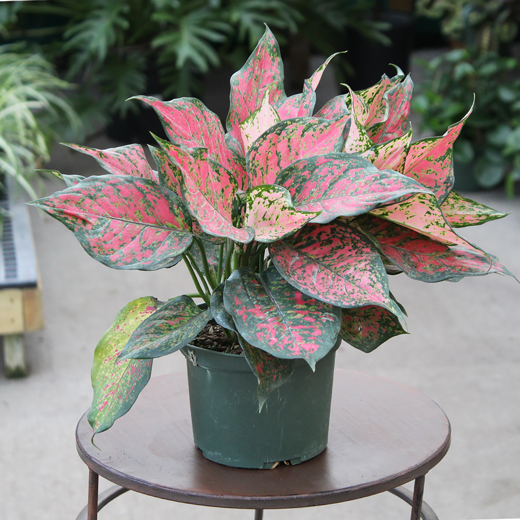 Aglaonema Wishes – 6"