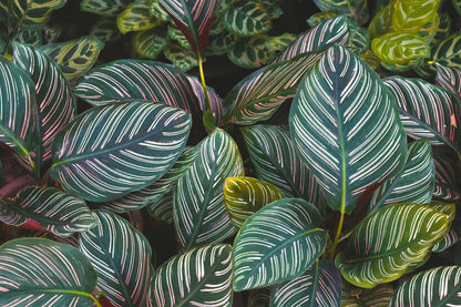 Calathea Beauty Star – 8"
