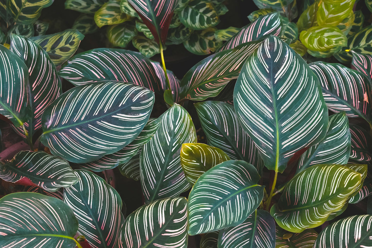 Calathea Beauty Star 6"