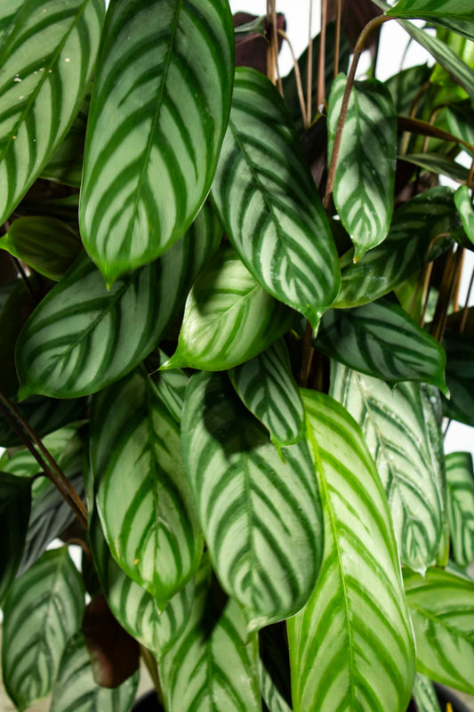 Calathea Exotica – 8"