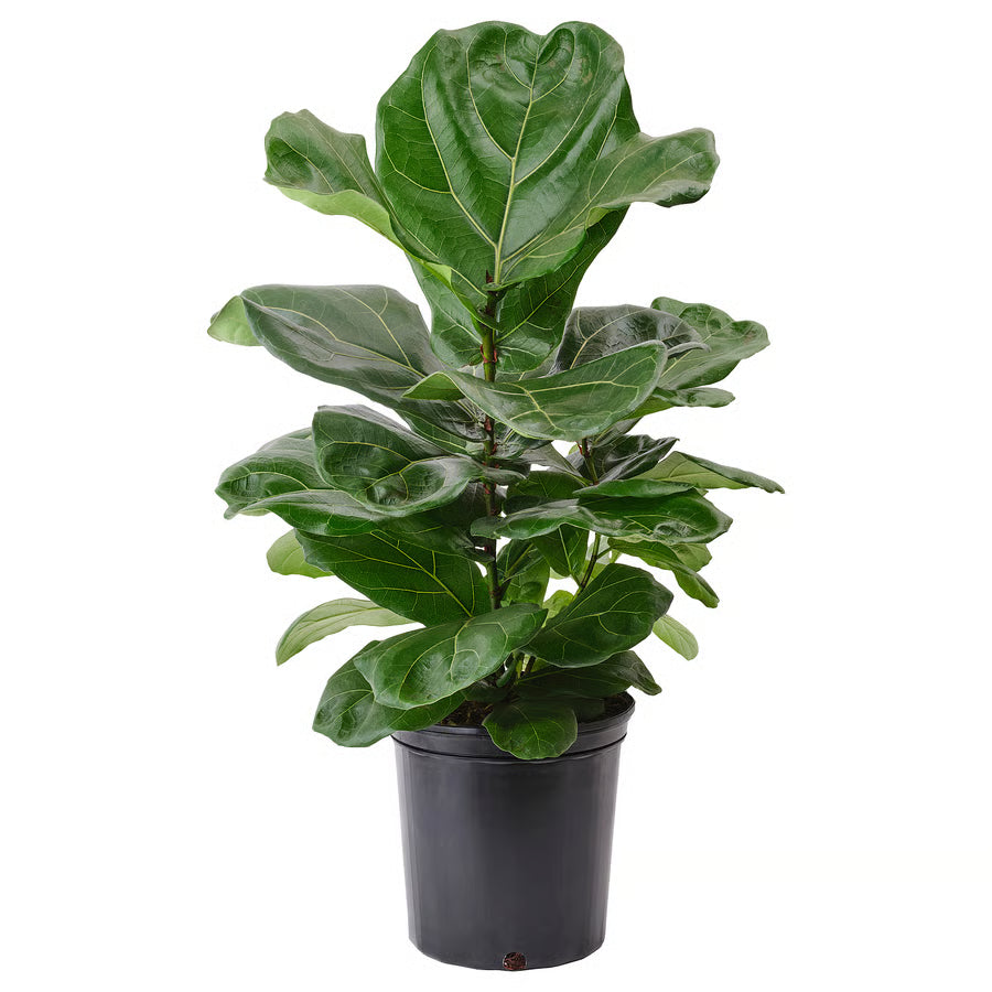Ficus Lyrata ‘Bush’ (Fiddle Leaf Fig) – 8"