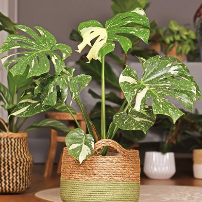 Monstera Thai Constellation – 10"