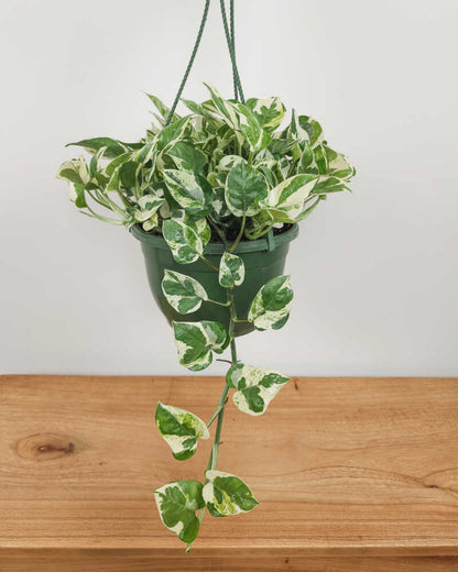 Pothos N’Joy (Epipremnum aureum ‘N’Joy’) – 4"