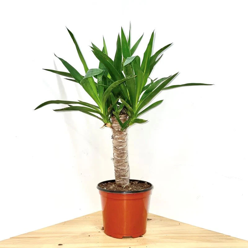 Yucca Variegated – 6"