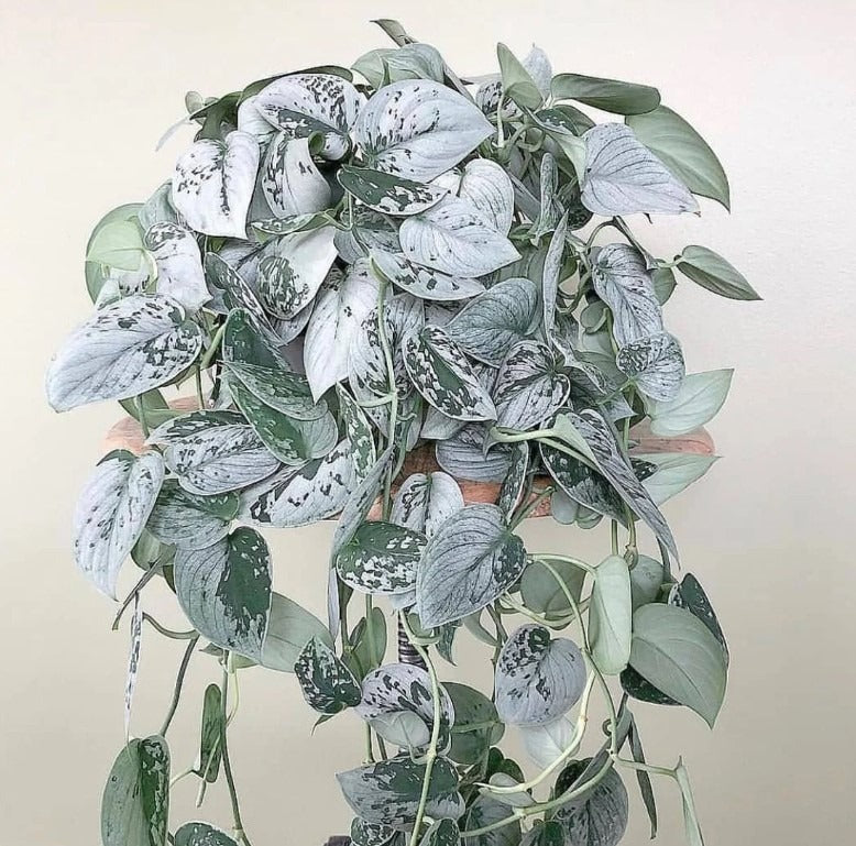 Pothos ‘Silvery Ann’  6"