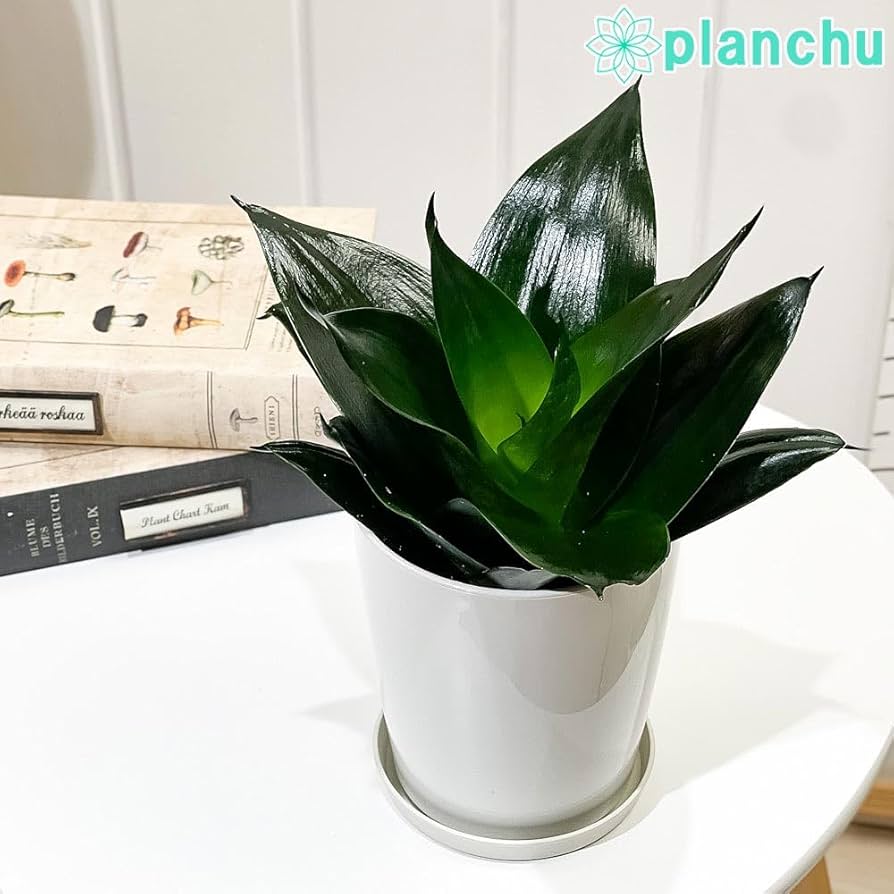 Sansevieria Black Dragon  4"