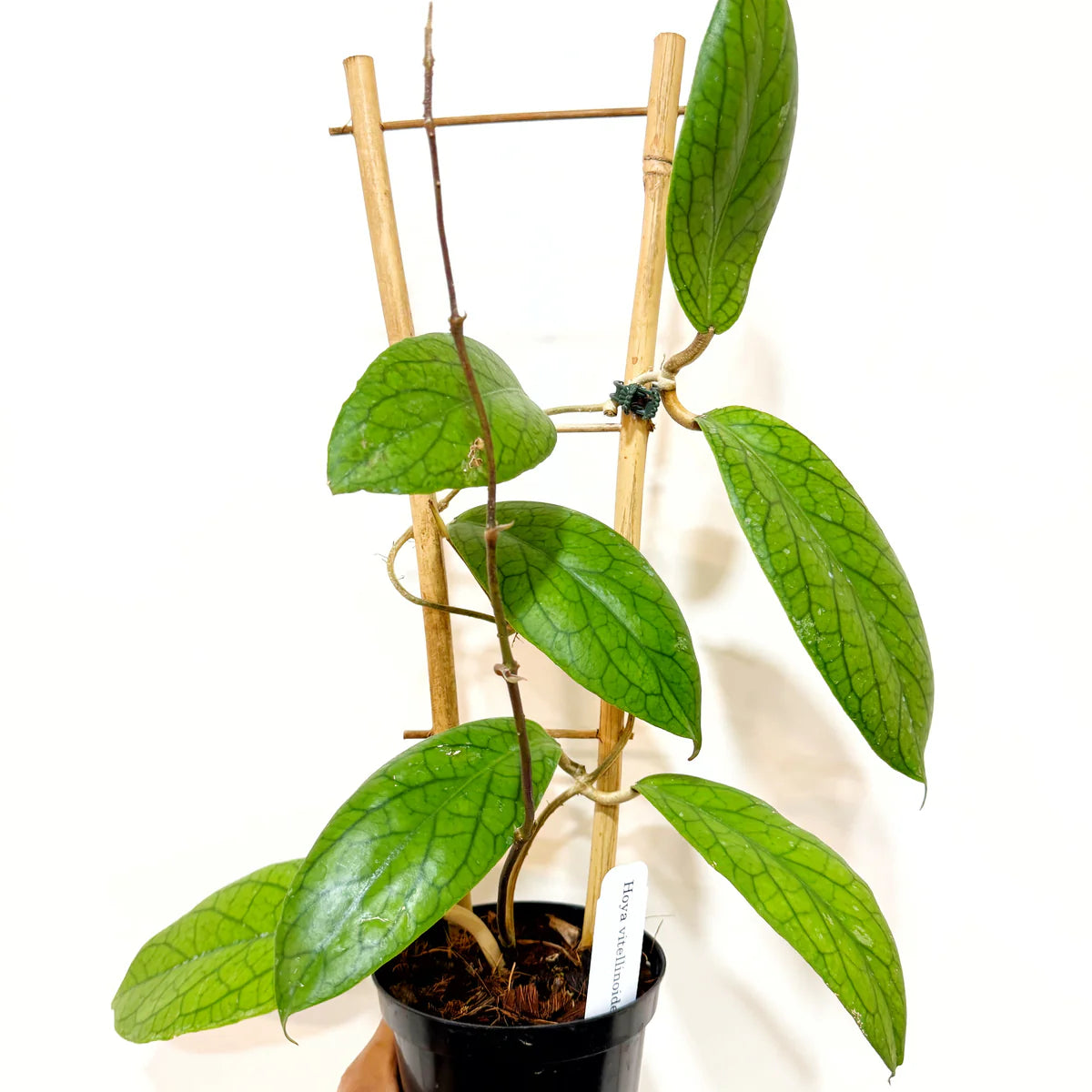 Hoya Vitellinoides 4”