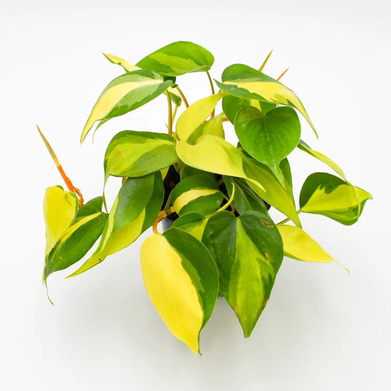 Philodendron Brazil 4"