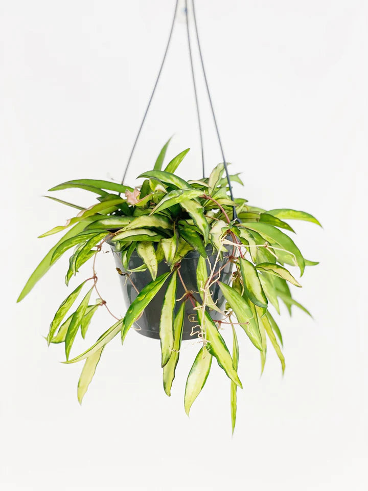 Hoya Wayetti Tricolor 4"