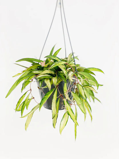 Hoya Wayetti Tricolor 4"