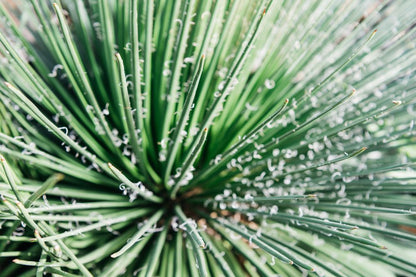 Agave Gemniflora — 4”