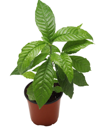 Coffee Plant 4"