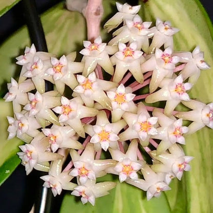 Hoya Acuta Albo Marginata 4"