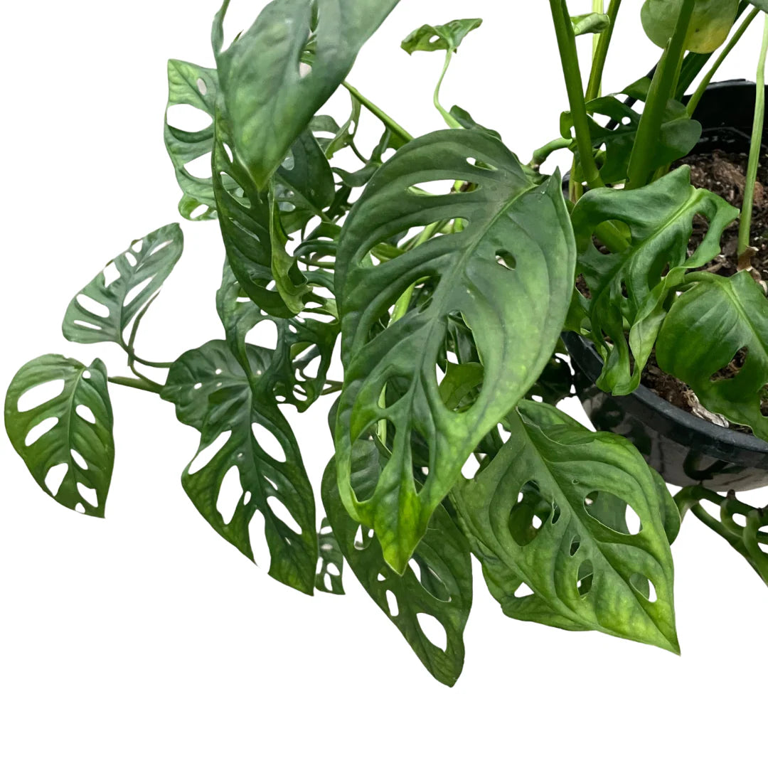 Swiss Cheese Plant (Monstera adansonii) – 6"