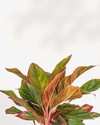 Aglaonema Chanel – 6"
