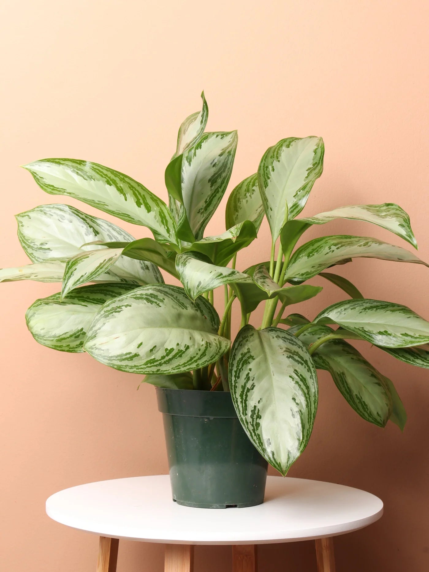 Anglaonema Silver Bay