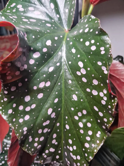 Begonia ‘Crackling Rosie’ – 6"