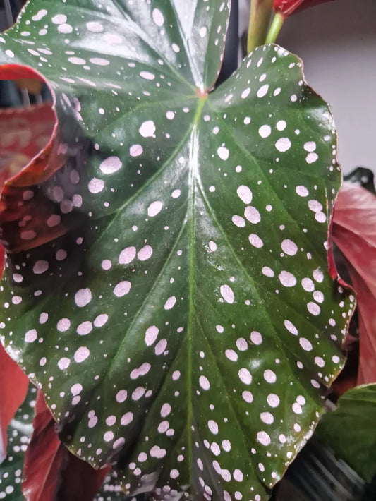 Begonia ‘Crackling Rosie’ – 6"