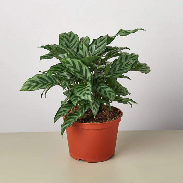 Calathea Freddy (Calathea concinna ‘Freddy’) – 6"