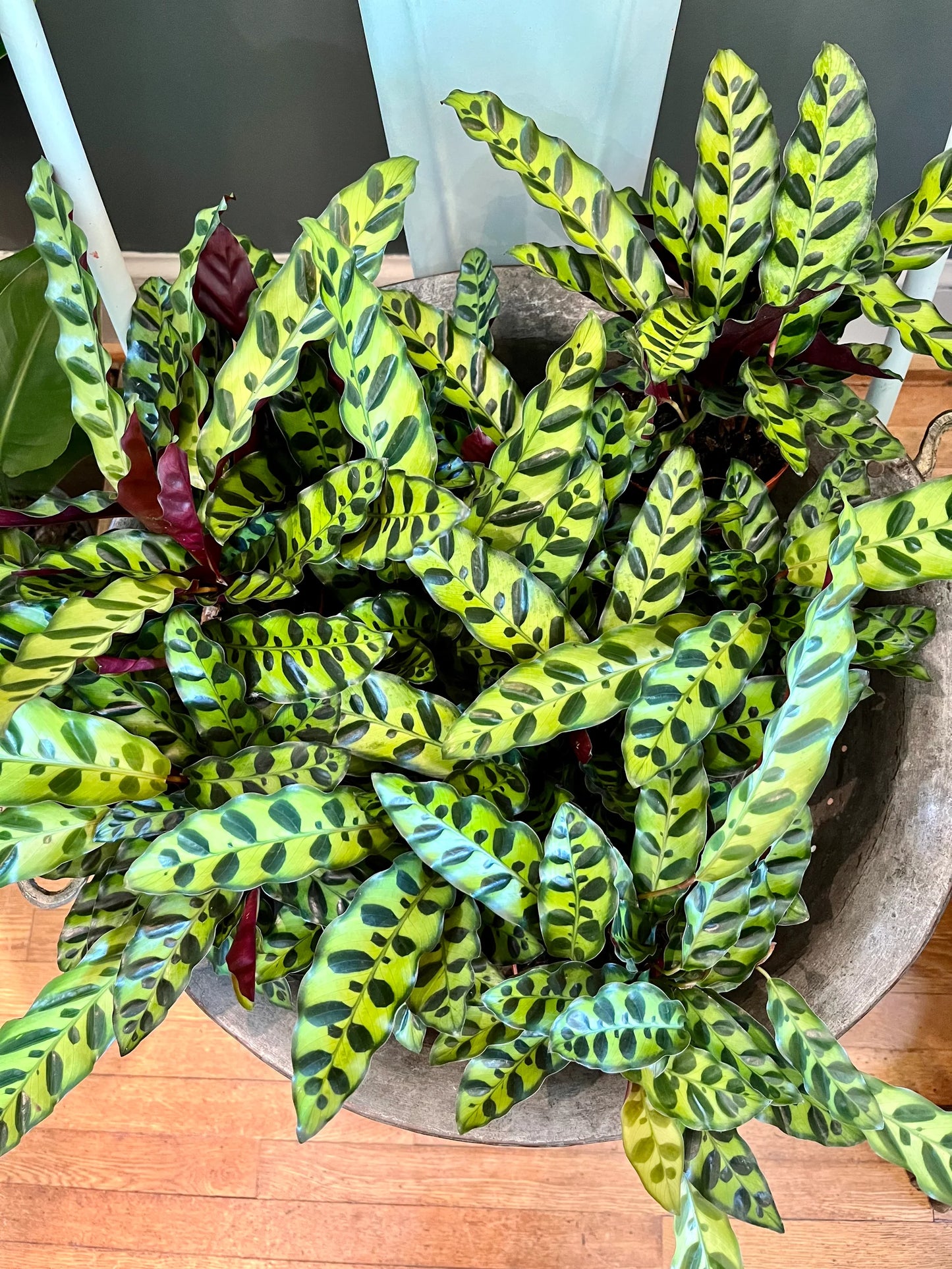 Calathea Lancifolia (Rattlesnake Plant) – 6"