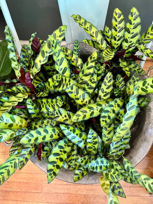 Calathea Lancifolia (Rattlesnake Plant) – 6"